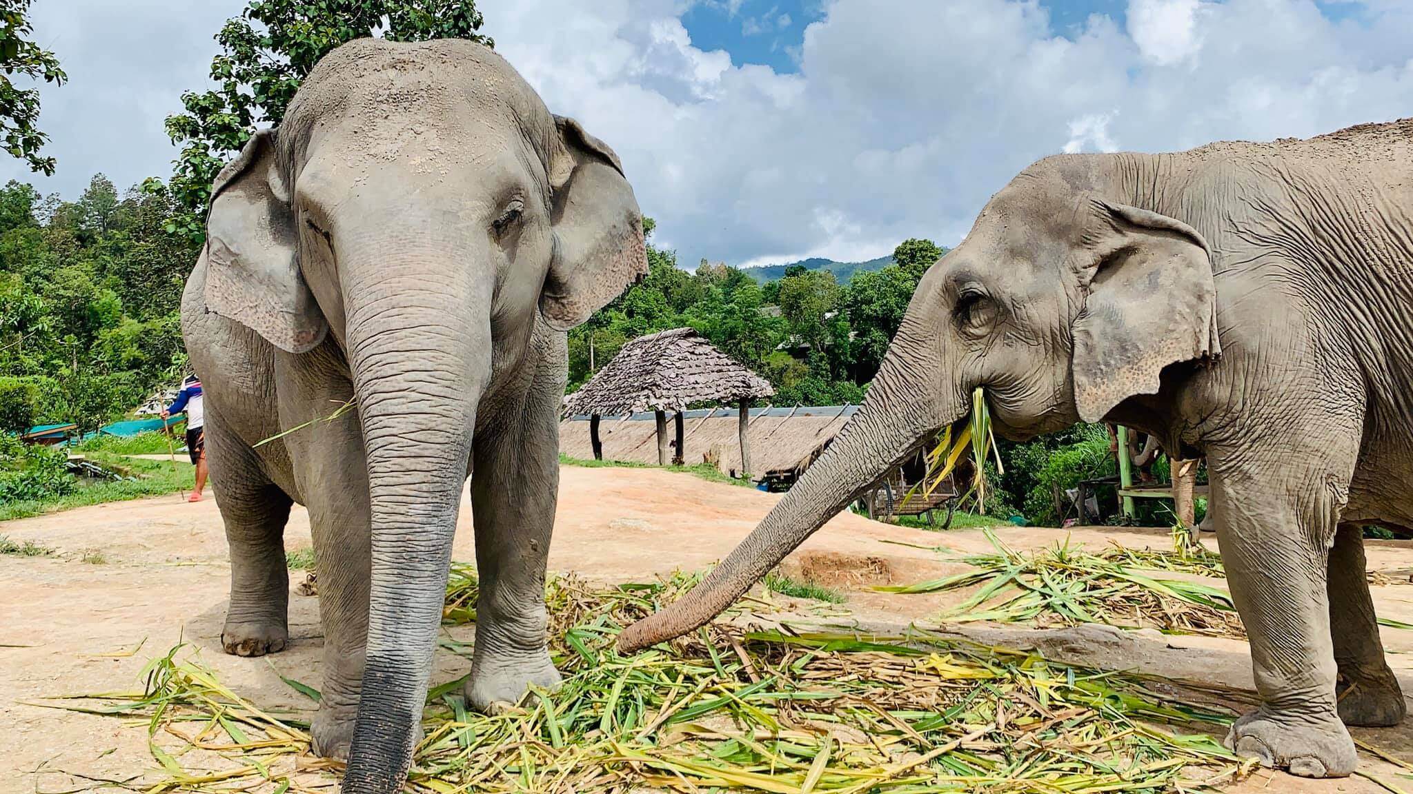authentic-thailand-trip-10-days-Elephant-Jungle-Sanctuary-Chiang-Mai-5.jpeg